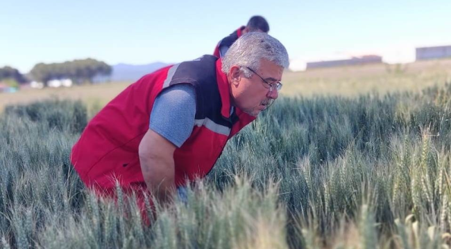 Buğday tarlalarında sürvey çalışması