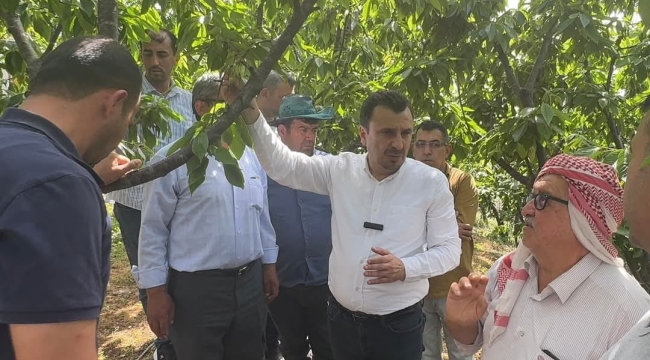 CHP'li Başevigen zirai dondan zarar gören kiraz ürticilerini sesi oldu