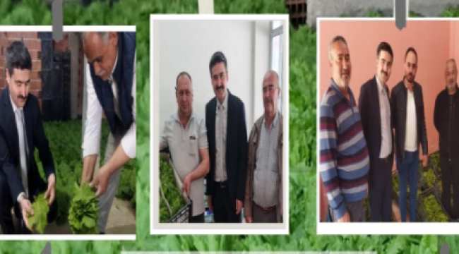 Gölmarmara'da sultani üzüm yaprağı hasadı başladı