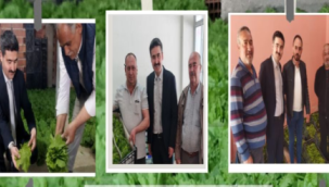 Gölmarmara'da sultani üzüm yaprağı hasadı başladı