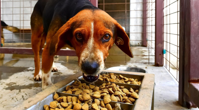 İzmir büyükşehir"pet maması döngüsel ağı" projesini başlattı