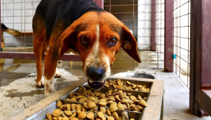İzmir büyükşehir"pet maması döngüsel ağı" projesini başlattı