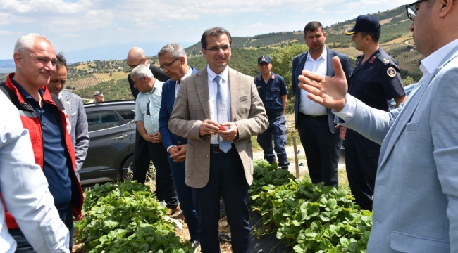  Kaymakam Ali Güldoğan Gökeyüp'de çilek hasadına katıldı