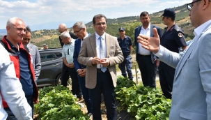  Kaymakam Ali Güldoğan Gökeyüp'de çilek hasadına katıldı