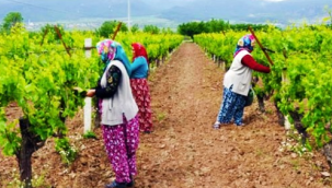 Kurallar açıklandı