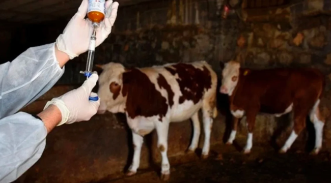 Kurban'ı 'şap' vurdu: Balıkesir'de 15 mahalle karantinaya alındı