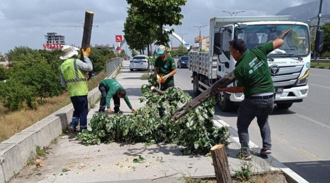 Manisa'da etkili olan fırtına ağaçları devirdi