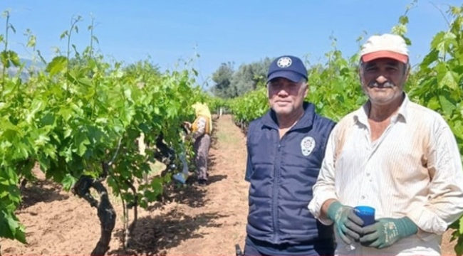 Salihli'de yaprak hırsızlığı artınca denetimler sıklaştırıldı