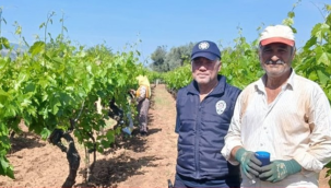 Salihli'de yaprak hırsızlığı artınca denetimler sıklaştırıldı