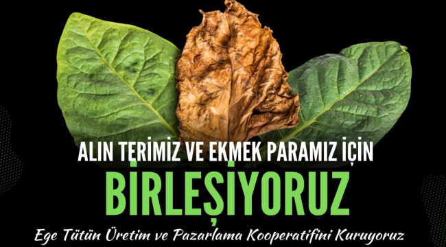 Üreticiler Ege tütün üretim ve pazarlama kooperatifi kuruyor