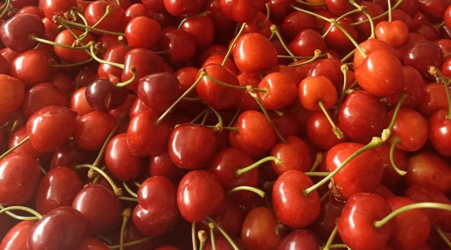 Üreticiyi zirai don üzdü,kiraz fiyatı yüzünü güldürdü