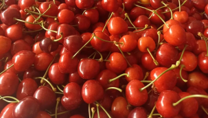 Üreticiyi zirai don üzdü,kiraz fiyatı yüzünü güldürdü