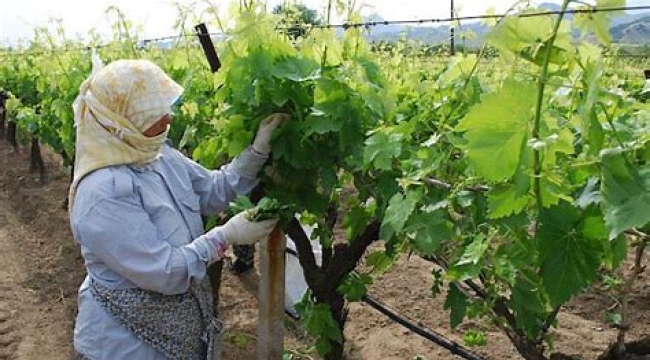 Üzümden daha çok kazandırıyor