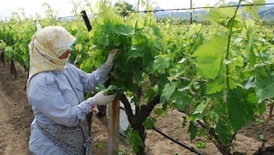 Üzümden daha çok kazandırıyor