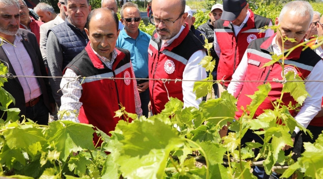 Zirai don yaraları sarılıyor