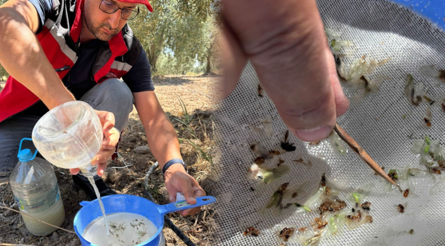 Akhisar'da zeytin sineği ve zeytin güvesi tuzakları kontrol edildi