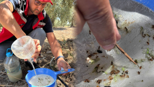 Akhisar'da zeytin sineği ve zeytin güvesi tuzakları kontrol edildi
