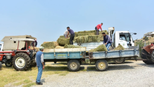 Alaşehir belediyesinden hayvan üreticilerine yonca desteği