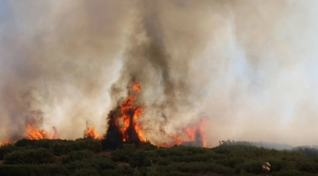 Aydın,Manisa ve Muğla'da orman yangınları sürüyor