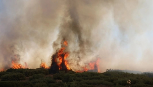 Aydın,Manisa ve Muğla'da orman yangınları sürüyor