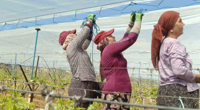 Bağların yüzde 80'i örtü altına alındı