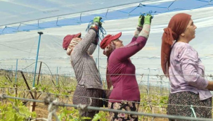 Bağların yüzde 80'i örtü altına alındı