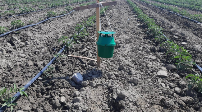 Ekili tarlalara domates güvesine karşı yeşilkurt tuzakları kuruldu