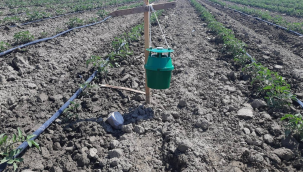 Ekili tarlalara domates güvesine karşı yeşilkurt tuzakları kuruldu