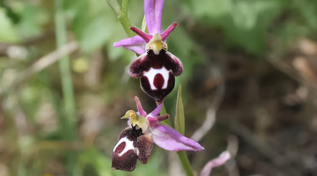 Üreticilerin uyması gereken gıda amaçlı salep üretim kriterleri açıklandı