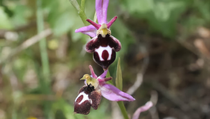 Üreticilerin uyması gereken gıda amaçlı salep üretim kriterleri açıklandı