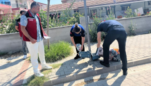 Gölmarmara'da sokak hayvanlarına su ve mama servisi