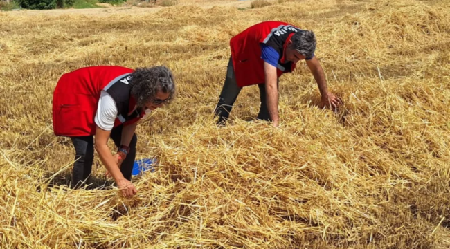 Hububat hasadı başladı dane kaybı denetimler sürüyor