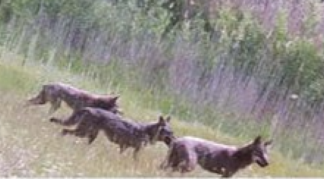 İzmir'ın dağlarında kurt sürüsü görüntülendi