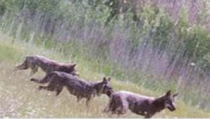 İzmir'ın dağlarında kurt sürüsü görüntülendi