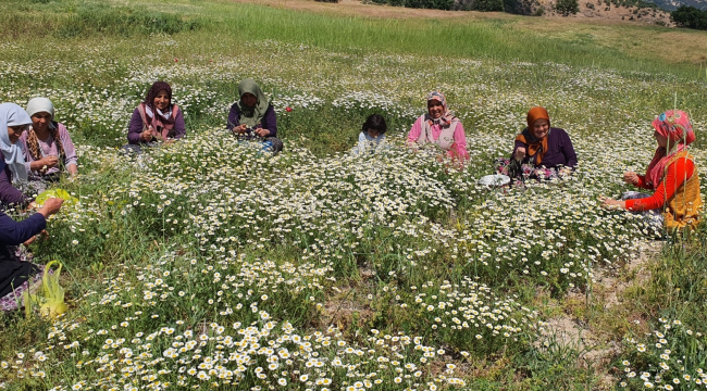 Kilosu 260 liradan satılıyor