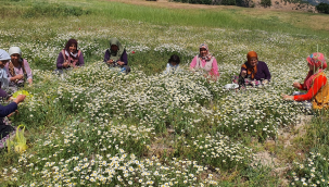 Kilosu 260 liradan satılıyor