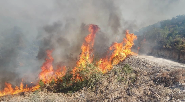 Kula'da orman yangını