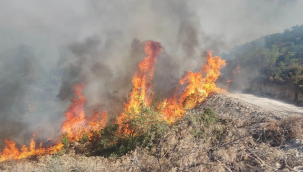 Kula'da orman yangını