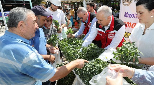 Manisa'da fide üretiminde ilk üç sırayı domates,biber ve marul fideleri aldı