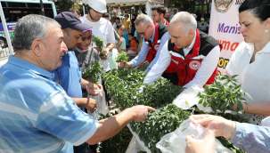 Manisa'da fide üretiminde ilk üç sırayı domates,biber ve marul fideleri aldı