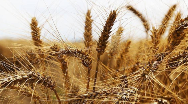 TMO buğday ve arpa fiyatlarını açıkladı