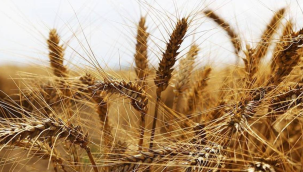 TMO buğday ve arpa fiyatlarını açıkladı