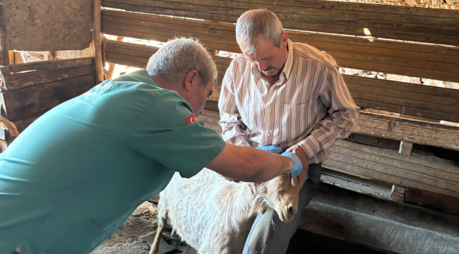 Veterinerler Yaykın ve Sarnıç'da hayvanları aşıladı 