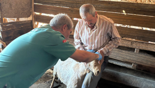 Veterinerler Yaykın ve Sarnıç'da hayvanları aşıladı 