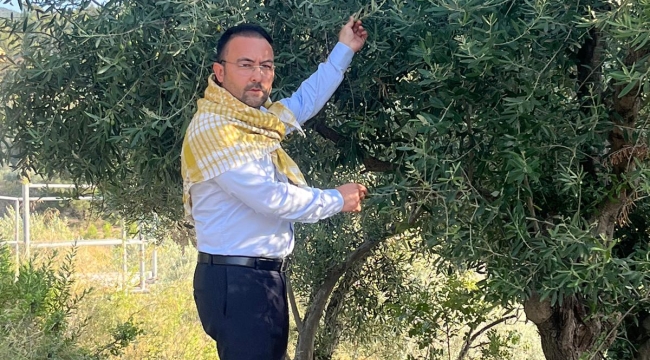 Zeytin yasasına sert tepki gösteren Başkan İksir'yandaş holdinğler zeytin alanlarında çirit atacak'