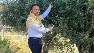 Zeytin yasasına sert tepki gösteren Başkan İksir'yandaş holdinğler zeytin alanlarında çirit atacak'