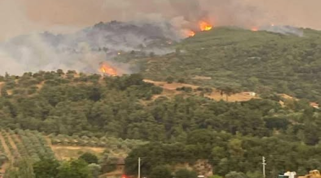 Ahmetli'de orman yangını