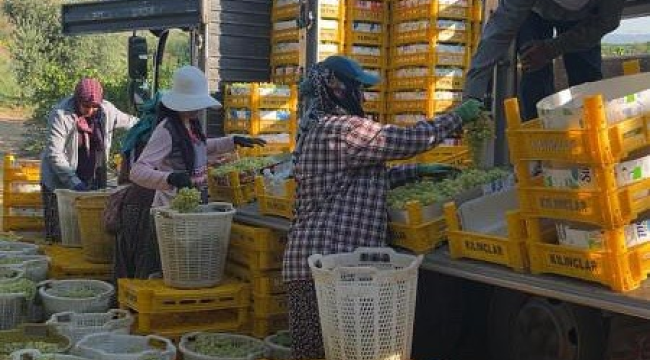 Alaşehir'den üzüm ihracatı başladı