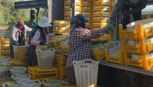 Alaşehir'den üzüm ihracatı başladı