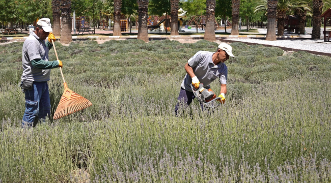 Belediye lavanta bahçesinde hasat başladı